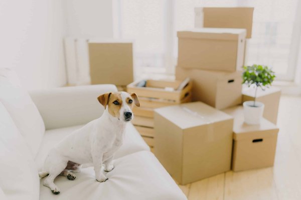 What are the Most Comfortable Ballet Flats for Professional Women on Their Feet All Day?