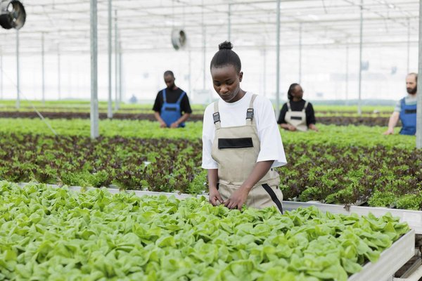 What's the Best Method for Treating a Bearded Dragon's Brooding Behavior?